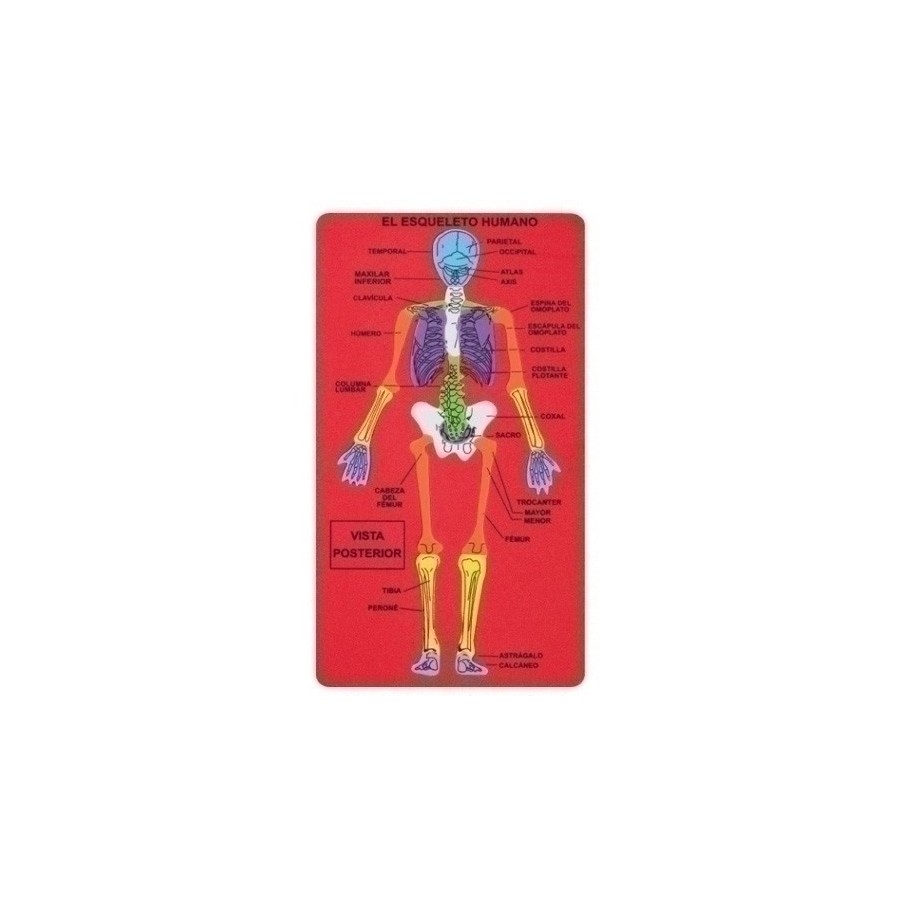 GOMA EVA FIXO KIDS PUZLE 15,7x28 cm. ESQUELETO HUMANO
