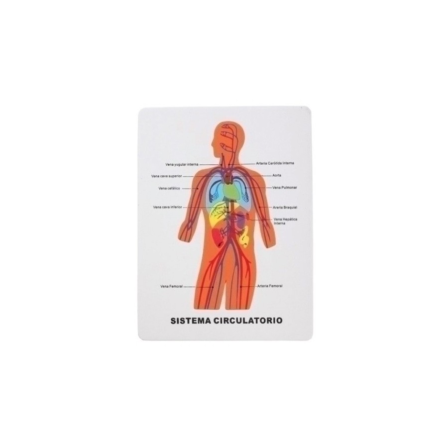 GOMA EVA FIXO KIDS PUZLE 22,5x28 cm. SISTEMA CIRCULATORIO