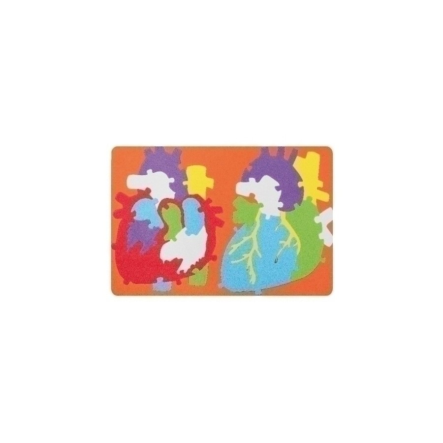 GOMA EVA FIXO KIDS PUZLE 23x32 cm. SISTEMA CARDIACO