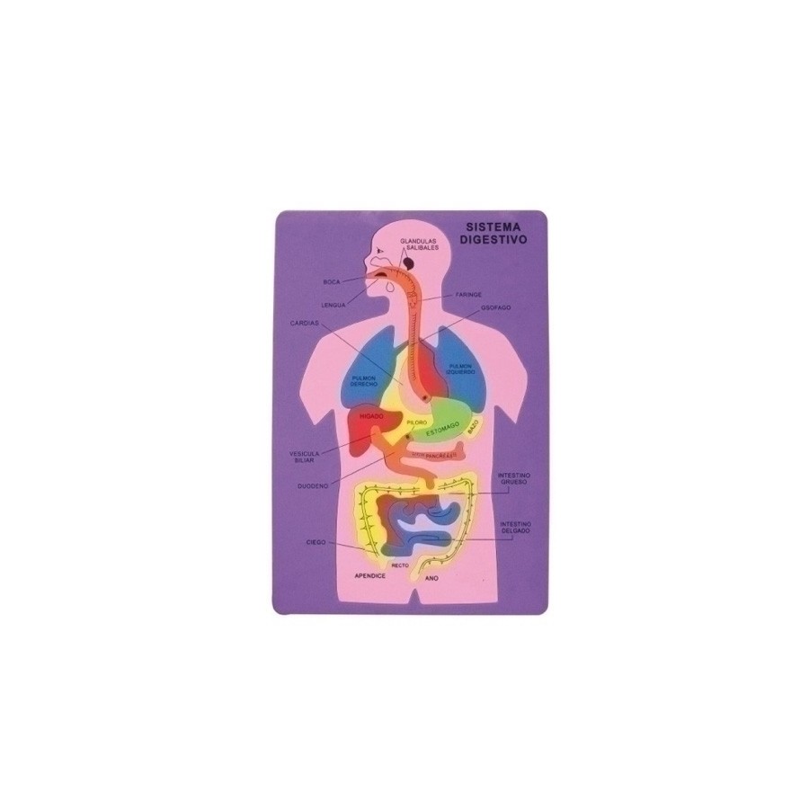 GOMA EVA FIXO KIDS PUZLE 26x36 cm. SISTEMA DIGESTIVO