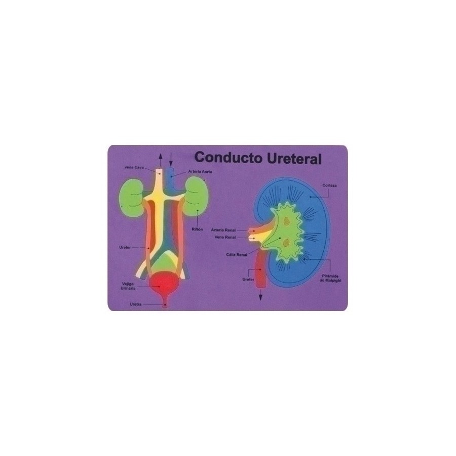 GOMA EVA FIXO KIDS PUZLE 26x36 cm. SISTEMA RENAL